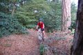 Bois de la rochefordiere